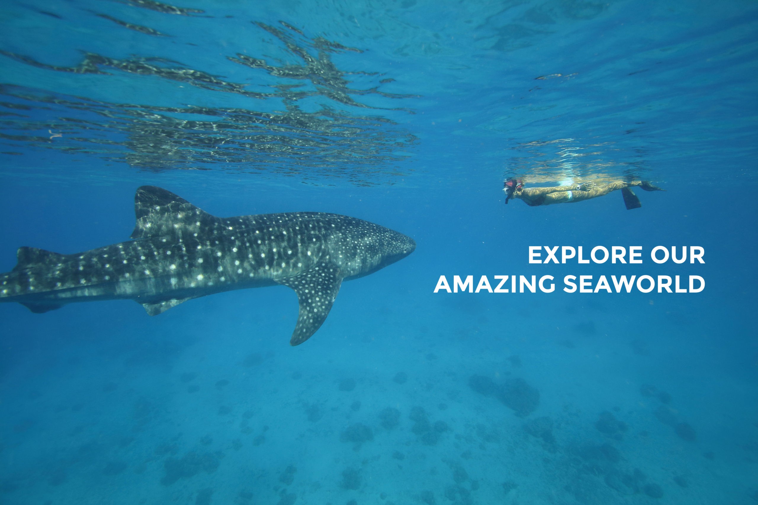 Snorkeling in Costa Rica with Whale Shark