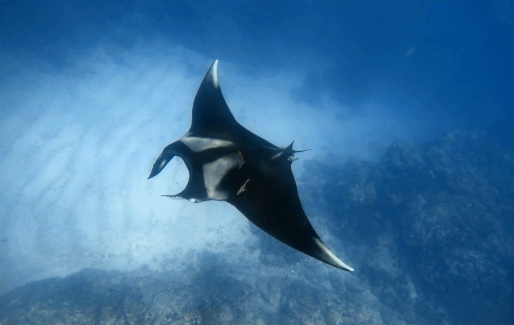 The return of mantas to Caño Island, Costa Rica